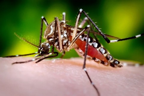 Sobe para 40 número de mortes por dengue na Bahia