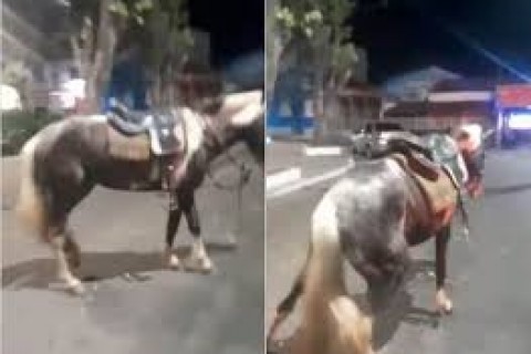 Cavalo morre após abordagem da Polícia Militar e dono é preso no Espírito Santo