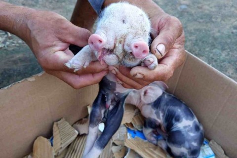 Porco nasce com duas cabeças em distrito rural de Feira de Santana e chama atenção da comunidade