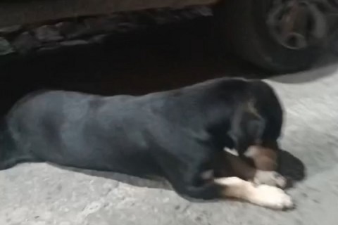 Ipiaú: Motorista embriagado é preso após atropelar e matar cachorro