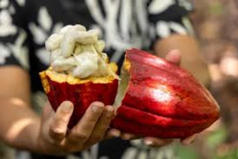 Articulação muda projeto que define regras para chocolates no Brasil