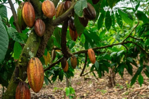 Bahia volta a liderar produção nacional de cacau depois de cinco anos