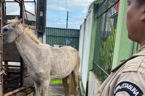 PRE inicia operação para apreender animais em rodovias estaduais na região