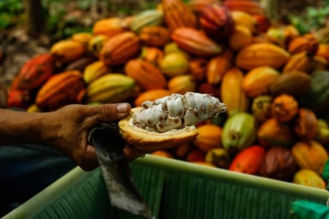 Tonelada de cacau passa dos US$ 10.000 e aumenta a pressão sobre preços de chocolate no mundo