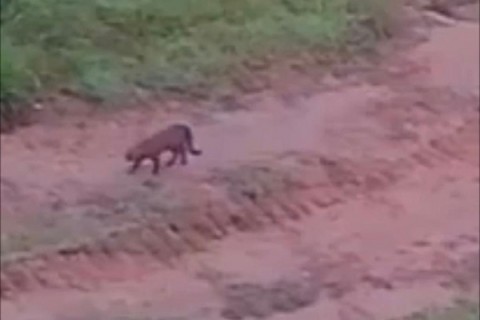 Ubatã: Câmera flagra animal em propriedade rural e biólogo afirma ser onça suçuarana; veja vídeo