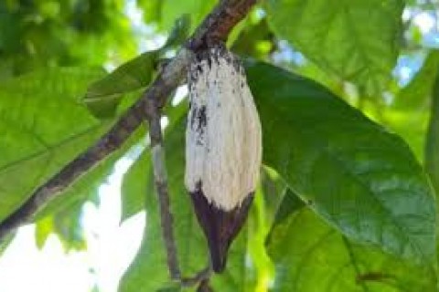 ADAB treina técnicos para prevenir praga que ameaça cacau e cupuaçu