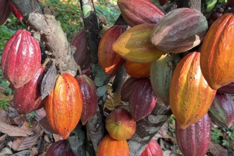 Ilhéus avança para se tornar Capital Nacional do Cacau e do Chocolate após aprovação no Senado