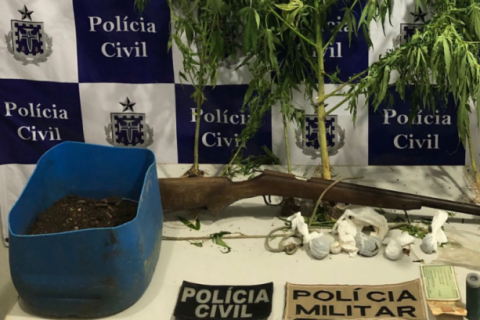 Polícia descobre plantação de maconha na zona rural de Apuarema