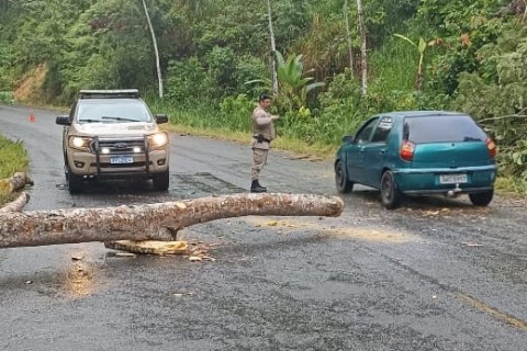 Chuva provoca desabamento de árvore na BA 547