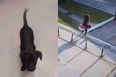 Passageiro é preso após não conseguir embarcar com cachorro e abandoná-lo em aeroporto