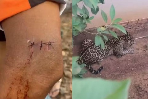 Homem é arranhado por onça ao tentar impedir que animal entrasse em creche