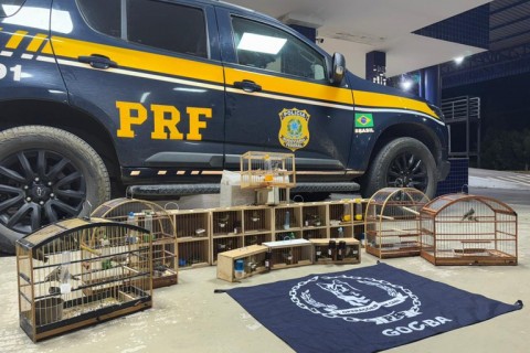 PRF resgata 43 aves silvestres em ônibus interestadual na BR-116, em Vitória da Conquista