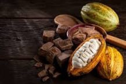 Cotação atual do cacau BR. 16-04-2026