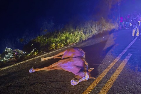 Acidente com animal na pista deixa um morto e dois feridos na BA-130, em Jequié