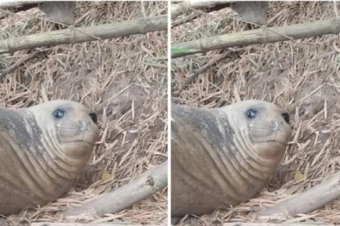 Elefante-marinho é encontrado no rio na cidade de Ilhéus