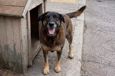 Multas por maus-tratos a animais podem chegar a R$ 1 milhão após novo decreto do Governo