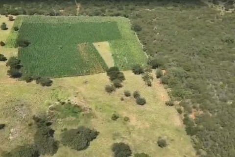 Casal é preso com plantação com cerca de 300 mil pés de maconha na Bahia